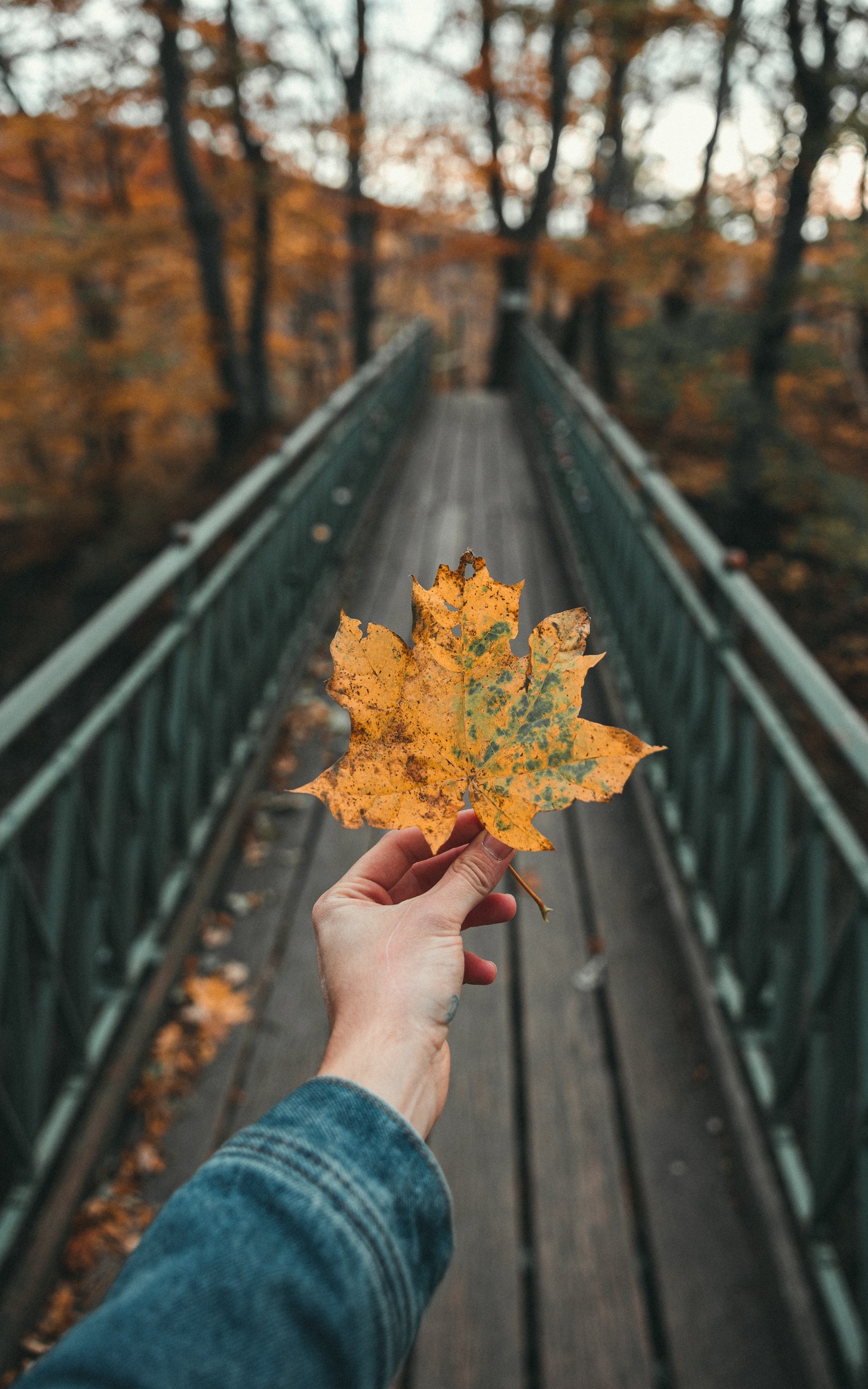 Осенний Мост Фото